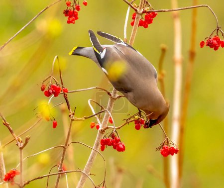 Téléchargez les photos : Gros plan de beau petit oiseau sur fond naturel - en image libre de droit