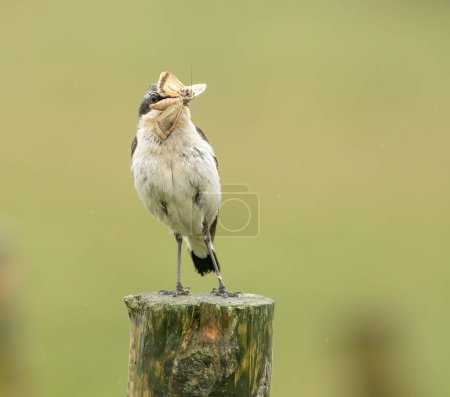 Téléchargez les photos : Gros plan de beau petit oiseau sur fond naturel - en image libre de droit
