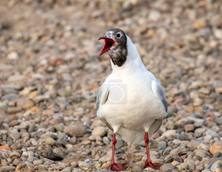 Photo for Black headed Gull close up looking around with beak open - Royalty Free Image