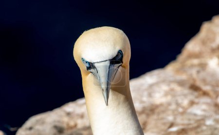 Photo for Close-up shot of Gannet in Scotland nesting - Royalty Free Image