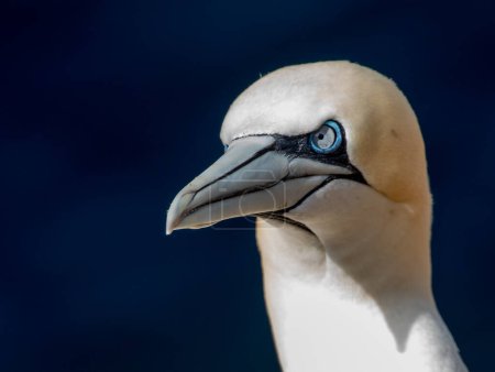 Photo for Close-up shot of Gannet in Scotland nesting - Royalty Free Image