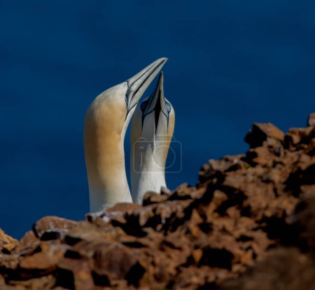 Téléchargez les photos : Gannets sur une falaise en Écosse nichant - en image libre de droit