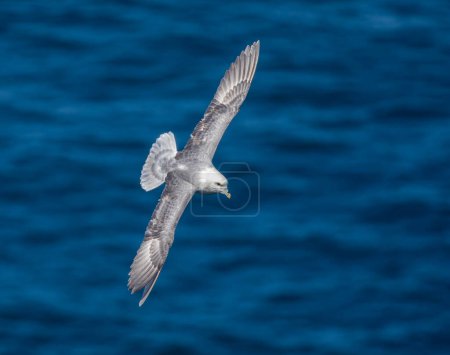 Téléchargez les photos : Fulmar en vol le long de la côte - en image libre de droit