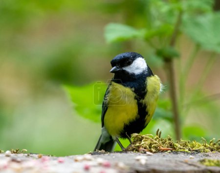 Foto de Great tit bird posing on branches - Imagen libre de derechos