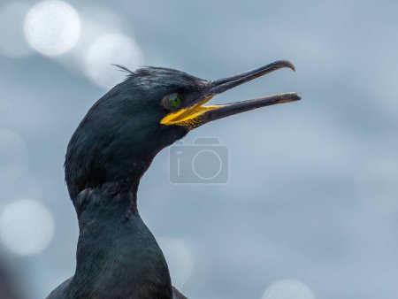 close-up view of beautiful European shag bird with large bill open