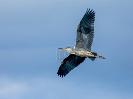 Téléchargez les photos : Oiseau héron gris volant en vol - en image libre de droit