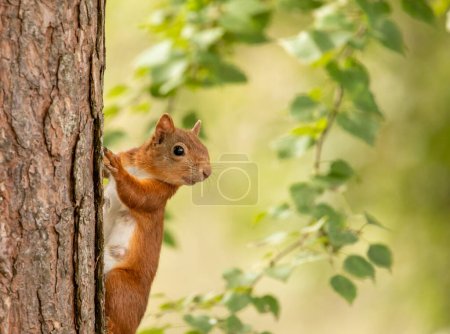 Photo for Close-up shot of adorable little Scottish red squirrel in natural habitat - Royalty Free Image