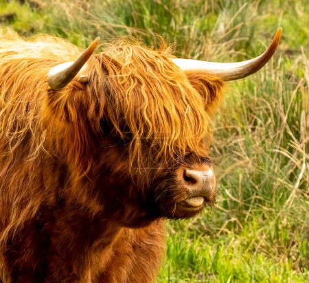 Photo for Highland cow in the sunshine in the scottish highlands - Royalty Free Image