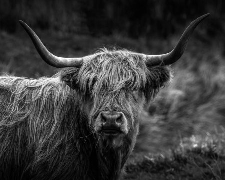 Black and white photograph of a Scottish Highland cow in  the scottish highlands