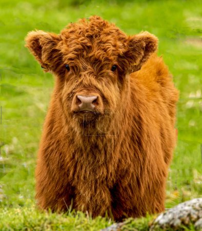 Foto de Highland cow baby, calf in the sunshine in the scottish highlands - Imagen libre de derechos