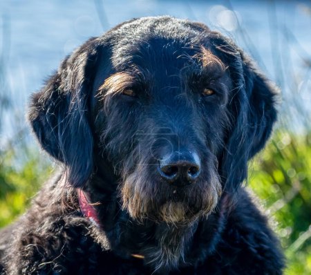 Foto de Jet Negro perro cierre de retrato en el sol - Imagen libre de derechos