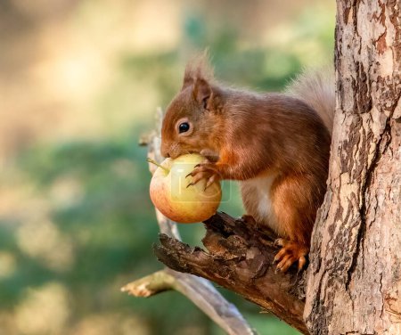 Téléchargez les photos : Gros plan de l'adorable petit écureuil roux écossais dans l'habitat naturel - en image libre de droit