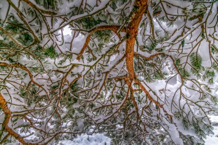 Téléchargez les photos : De fortes chutes de neige pèsent sur les branches des vieux pins sylvestres en Écosse - en image libre de droit