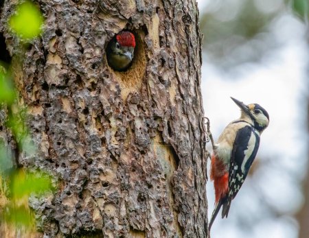 Great spotted woodpecker in the forest