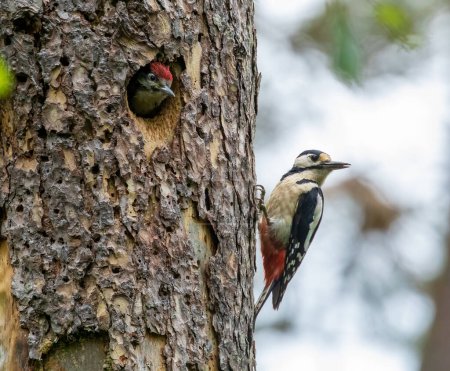Foto de Gran pájaro carpintero manchado en el bosque - Imagen libre de derechos