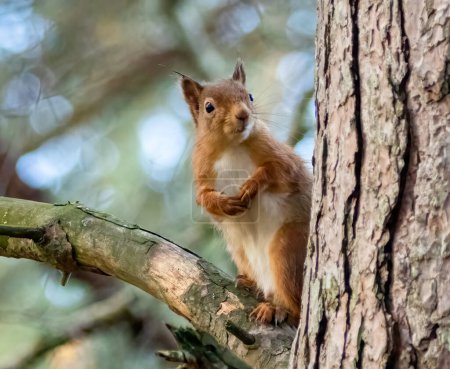 Red squirrel in the woods