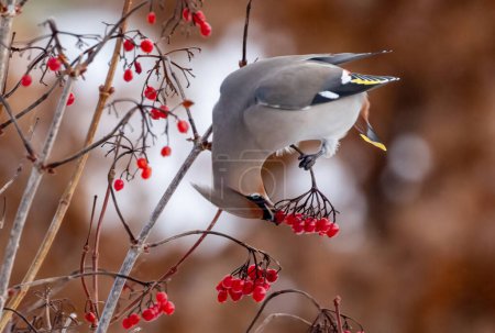 Photo for Bohemian waxwing feeding on berries in Scotland - Royalty Free Image