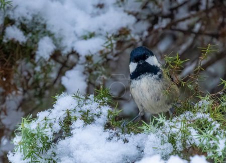 Foto de Coal tit foraging in the snow - Imagen libre de derechos