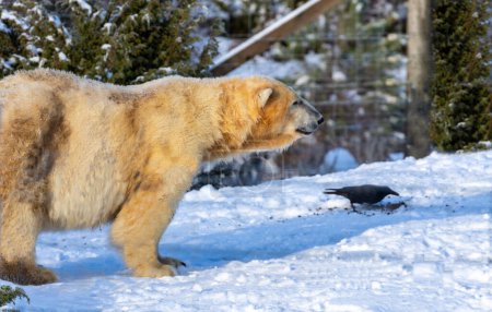 Foto de Oso polar en la nieve observando un cuervo alimentándose en el suelo - Imagen libre de derechos