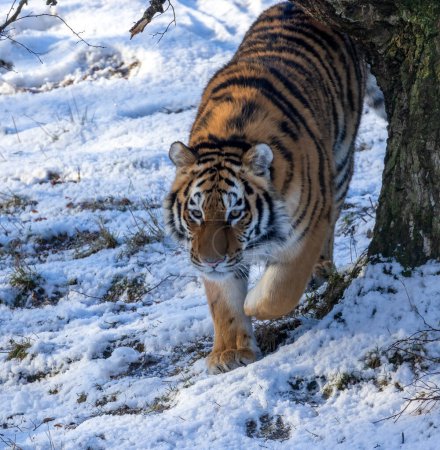Téléchargez les photos : Tigre sibérien dans la neige - en image libre de droit