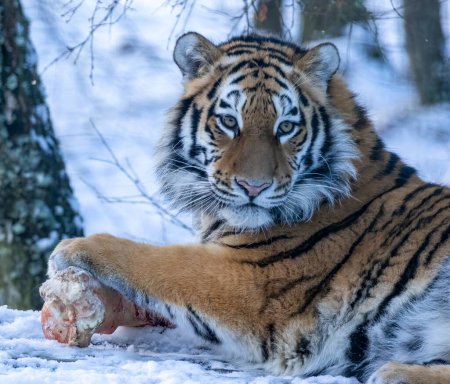 Téléchargez les photos : Tigre sibérien dans la neige - en image libre de droit