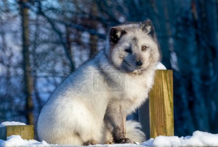 Téléchargez les photos : Renard arctique animal dans la neige - en image libre de droit