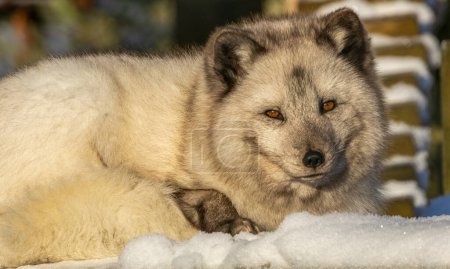 Téléchargez les photos : Renard arctique animal dans la neige - en image libre de droit