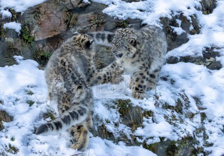 Foto de Nieve leopardo cachorros jugando - Imagen libre de derechos