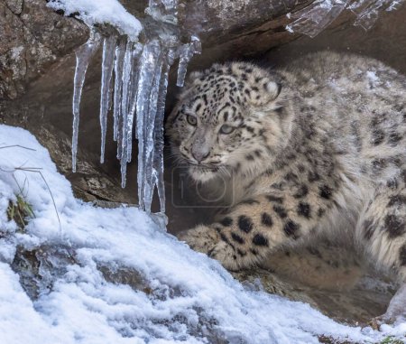 Photo for Snow leopard in natural habitat - Royalty Free Image