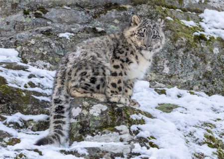 Léopard des neiges dans l'habitat naturel