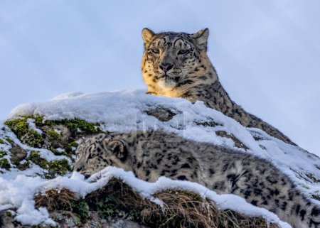 Téléchargez les photos : Louveteaux léopard de neige jouer - en image libre de droit