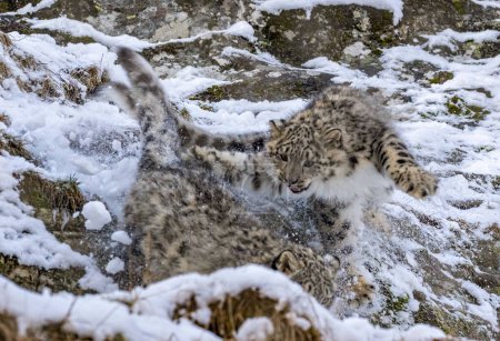 Nieve leopardo cachorros jugando