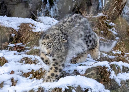 Foto de Leopardo de las nieves en hábitat natural - Imagen libre de derechos