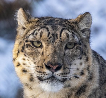 Téléchargez les photos : Léopard des neiges dans l'habitat naturel - en image libre de droit