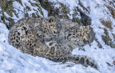 Photo for Snow leopard cubs playing - Royalty Free Image