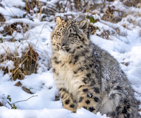 Photo for Snow leopard in natural habitat - Royalty Free Image