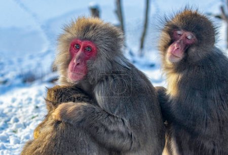 Photo for Japanese macaques in the snow - Royalty Free Image