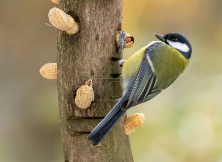 Photo for Great tit on log with monkey nuts - Royalty Free Image