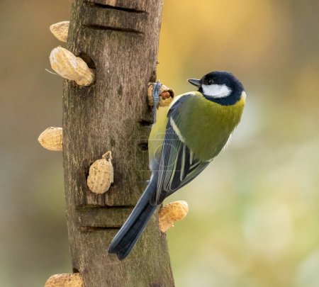 Photo for Great tit on a log with monkey nuts - Royalty Free Image
