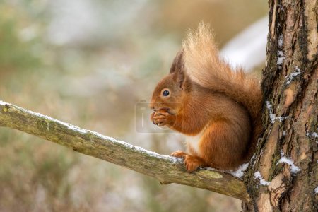 Photo for Red squirrel in the woods - Royalty Free Image