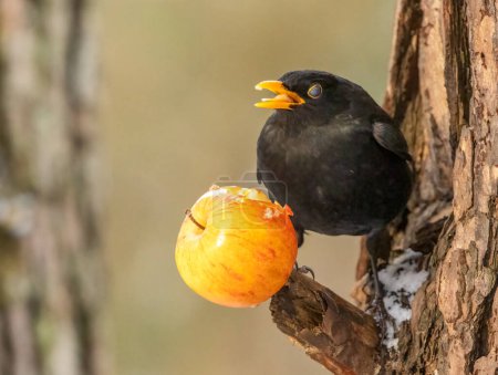 Foto de Pájaro negro disfrutando de una manzana - Imagen libre de derechos