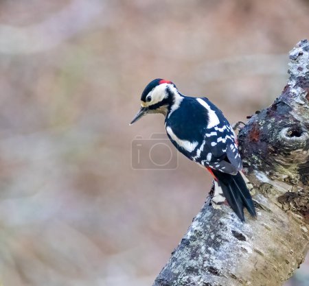 Photo for Great spotted woodpecker in the forest - Royalty Free Image