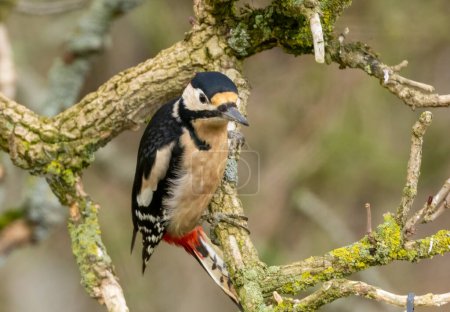 Photo for Great spotted woodpecker in the forest - Royalty Free Image