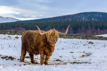 Foto de Vaca montañosa bajo el sol en las tierras altas escocesas - Imagen libre de derechos