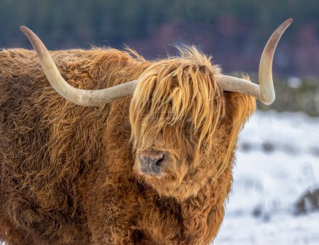 Highland cow in the sunshine in the scottish highlands