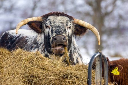 Téléchargez les photos : Vache des Highlands au soleil dans les Highlands écossais - en image libre de droit