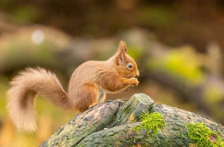 Téléchargez les photos : Écureuil roux dans les bois - en image libre de droit