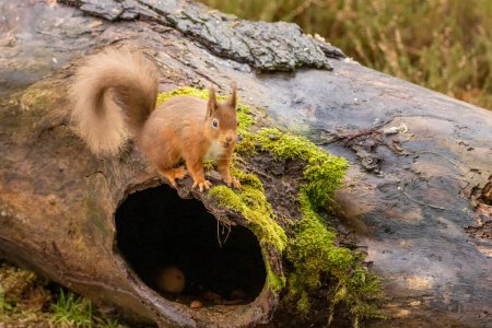 Téléchargez les photos : Écureuil roux dans les bois - en image libre de droit