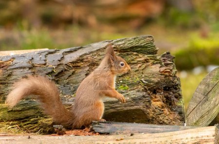 Photo for Red squirrel in the woods - Royalty Free Image