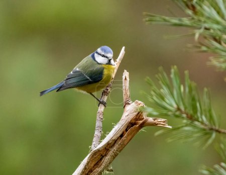 Téléchargez les photos : Blue tit bird at Loch Garten, Scotland - en image libre de droit